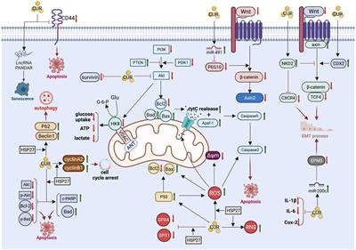 Curcumin against gastrointestinal cancer: A review of the pharmacological mechanisms underlying its antitumor activity